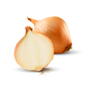 Zwiebel
